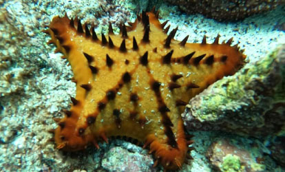 Estrella de mar.