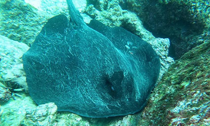 Raya nadando entre las rocas.