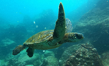 Sea turtle.