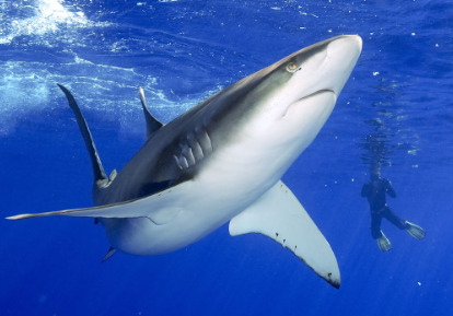 Tiburón de Galápagos.