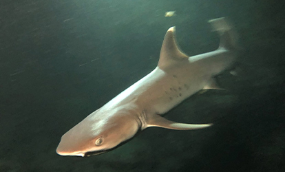 Whitetip reef shark at night.