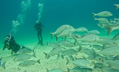 Divers near a school of fish.