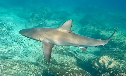 Galapagos shark.