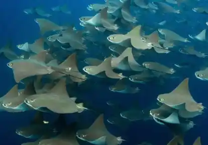 A school of golden cownose rays swimming together.