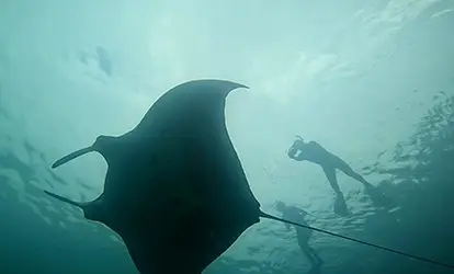 Mantarraya.