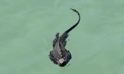 Marine iguana of Galapagos.