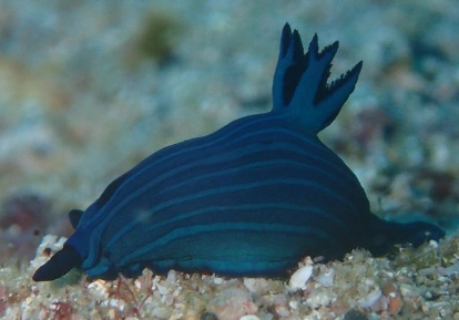 Blue nudibranquios.