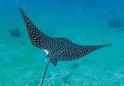 Eagle Ray.
