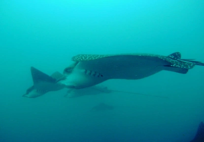 Eagle Ray.