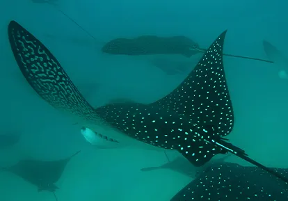 Eagle Ray.