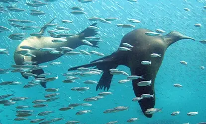 Sea lions swimming with a school of fish.