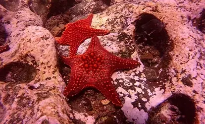 Starfish.
