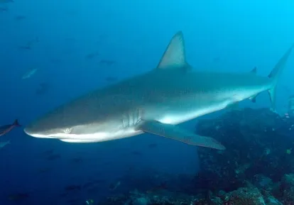 Galapagos shark.