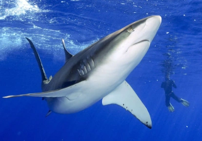 Tiburón de Galápagos.