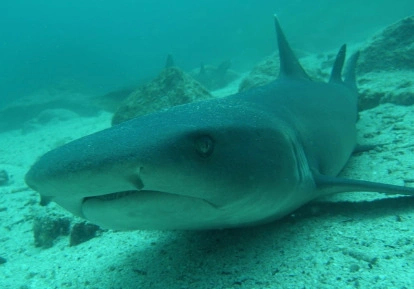 Tiburón punta blanca.