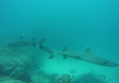 White tip shark.