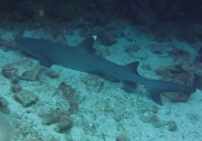 White tip shark.