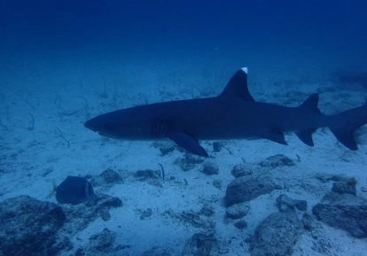 White tip shark.