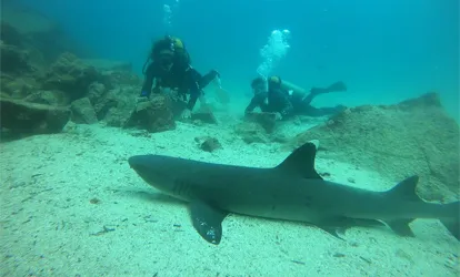 White tip shark in Daphne Minor.