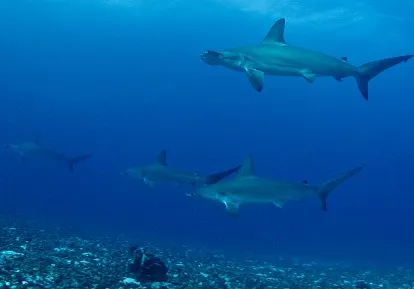 Hammerhead Sharks.