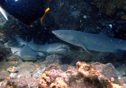 White tip sharks.
