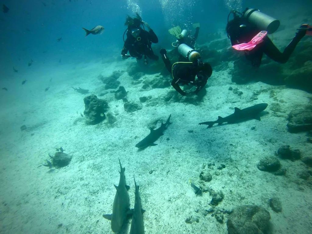 Daphne island diving in galapagos scuba diving
